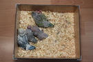 130524 --- Gruppbild av ungar 